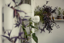 画像をギャラリービューアに読み込む, WALLY