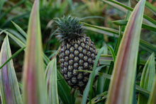 画像をギャラリービューアに読み込む, 無添加 沖縄県産乾燥青果 パイナップル
